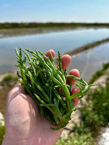 Dîner Unique avec Disent-Elles le vendredi 13 décembre 2024 à 20h | Roselières restaurant gastronomique